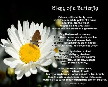 190418 Elegy of a Butterfly